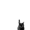Cat‧ 貓