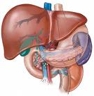 liver transplant