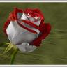 angeleenajoliee foru