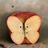 apple white