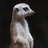 a suricate