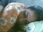 aveloso
