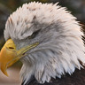 Robert Myer - bmyphotos