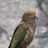Cheeky Kea