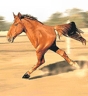 danglingwrangler 