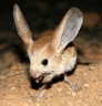 desert_elf jerboa