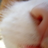 hannibalcat 