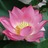 Harmless Lotus