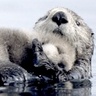 Health Education - healtheducator