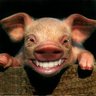 Hanna B. - hebpigs12