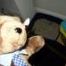 ht bear