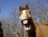 hunter jumper