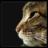 jazzcat