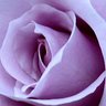 Susan B. - lilacrose