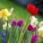 lily0516