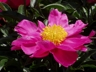 Connie Fontenot