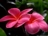 Madeline Collins