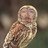 nightowl4