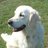 offwhitedog