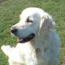 Kester Sandbach - offwhitedog