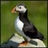 puffin200 eranda