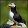 puffin200 eranda