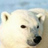 Racy Polar