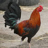 Greensboro NC - roosteri