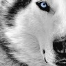 Whitewolf 08 - whitewolf