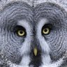Dean Vanier - worldbirder