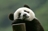 ziwenzhu