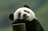 ziwen zhu - ziwenzhu