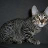 5D Carrigan Sulcer Why F5 Savannahs are The Best Type of Cat