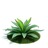 Agave Info