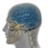 Androids Zombies Brains