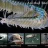 Animal biology Videos / Videos de biología Animal