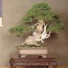 Bonsai tree