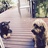 buddy-zen-maggie