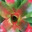family-voices-consultation-with-pacific-territories