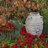 gardenideas