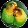 Green Parrots Software