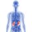 kidney-disease-health