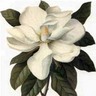 Ma.gnolia Users and Expatriates