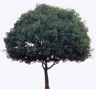 Tracy_Tree55