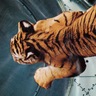 abitofalisttiger