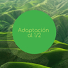 adaptacional1-2