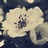 andrea_cc