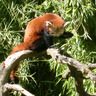 angeliqueld