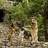animalover727