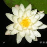 bauerli